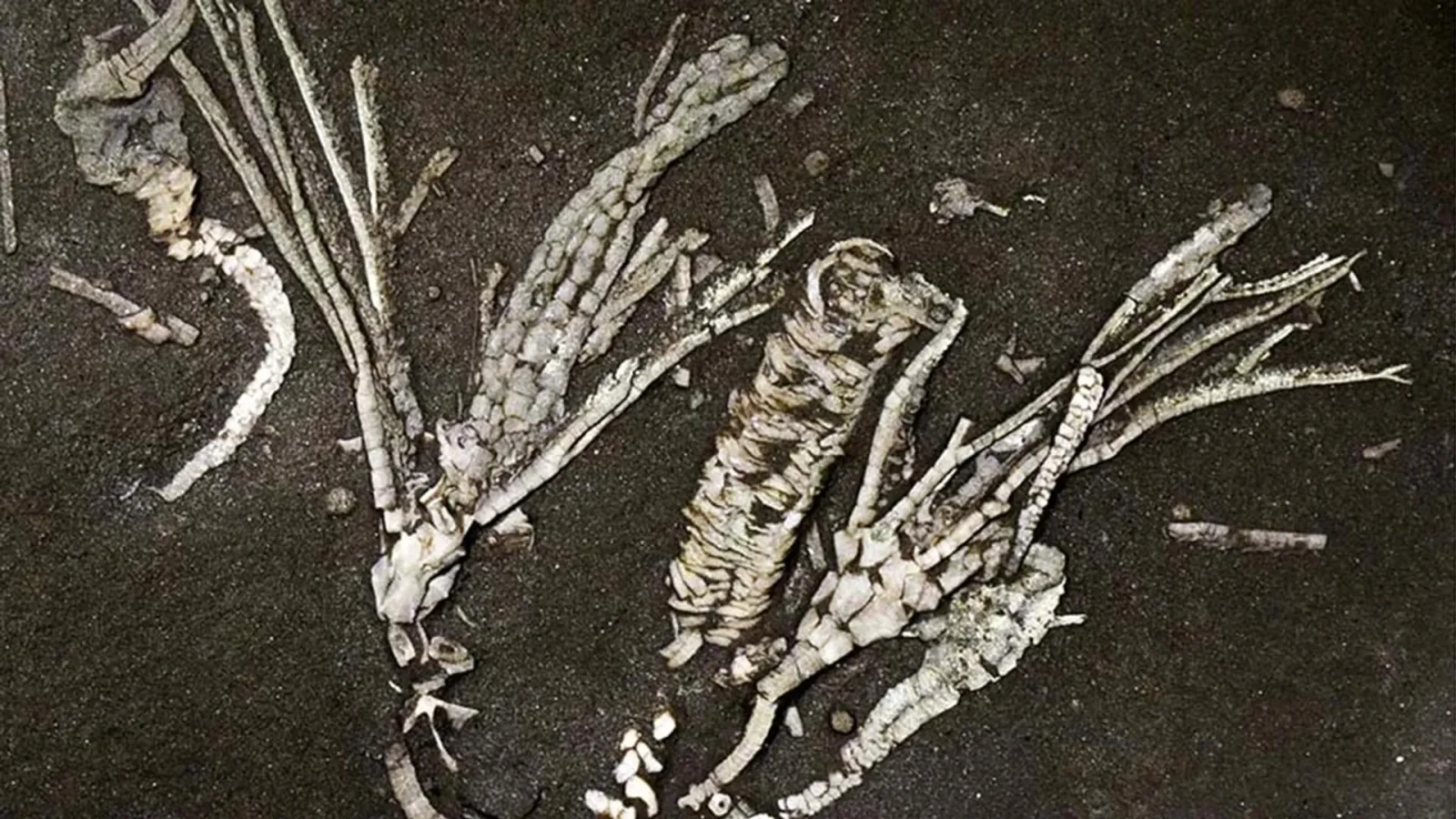 Ancient Crinoid Soft-Tissue Fossil Sheds Light on 450-Million-Year-Old Oceans
