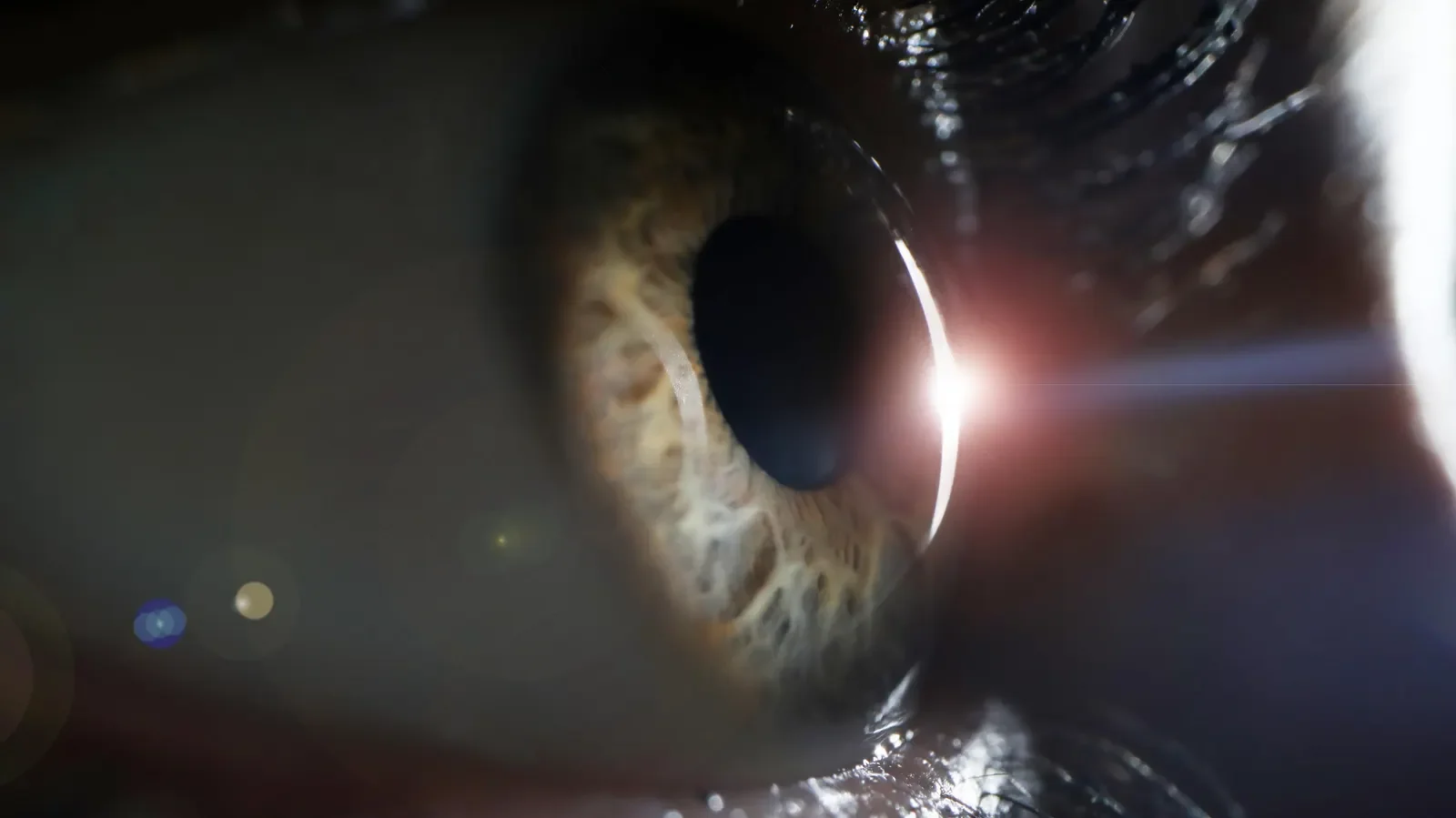 The Ultraviolet Blind Spot: How Evolution Shaped Human Vision