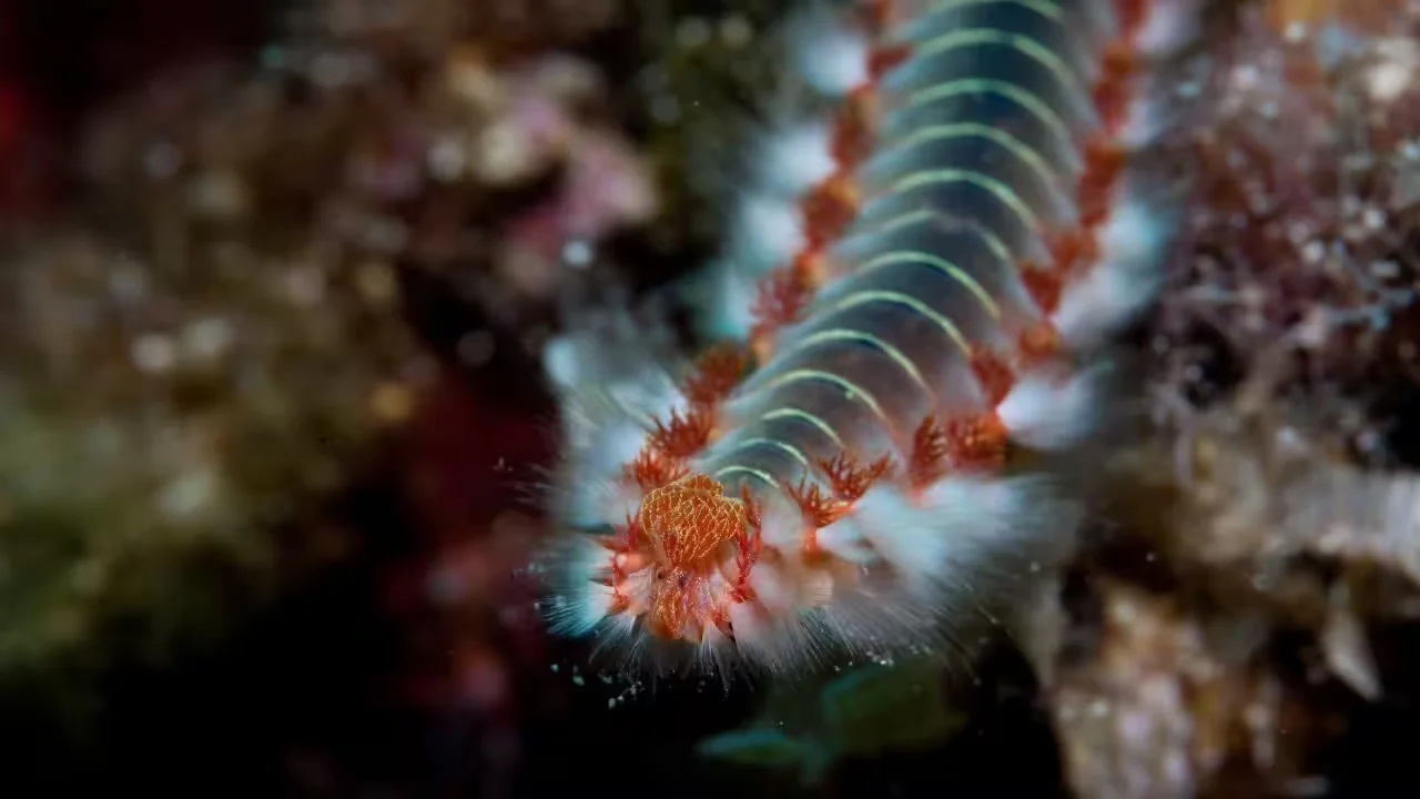 Ancient sea worm reveals metal‑infused jaws, redefining bio‑metal materials
