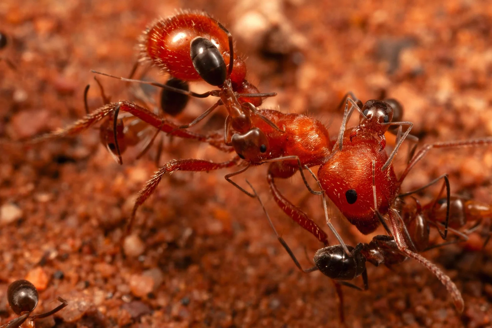 Tiny Ants, Big Ants: A Surprising Mutual Grooming Bond in Arizona