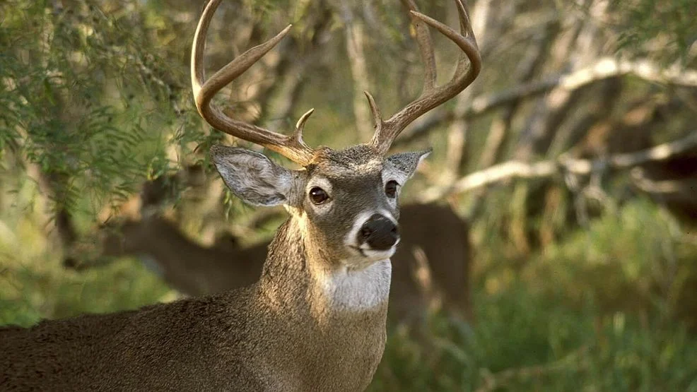Outbreak of 'Zombie' Deer Disease Strikes Yellowstone National Park