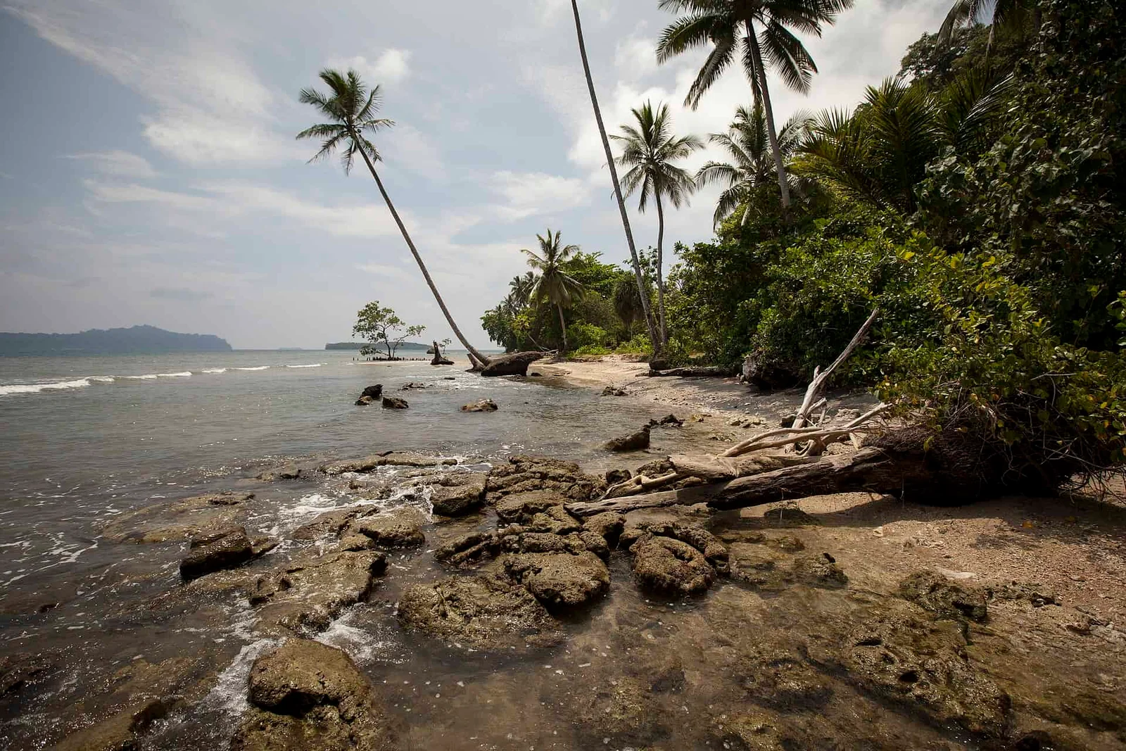 Near Oceania’s Ancient Genome: Denisovan Heritage Deep in Pacific DNA