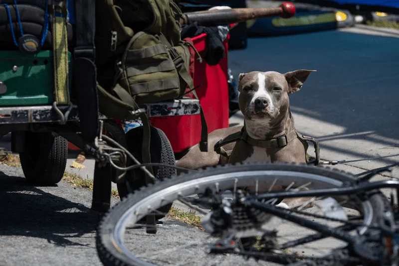 Berkeley reports fatal and severe leptospirosis cases linked to a running encampment