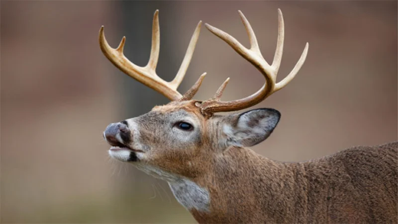 NC Sets August Antlered Deer Special in 7 Counties
