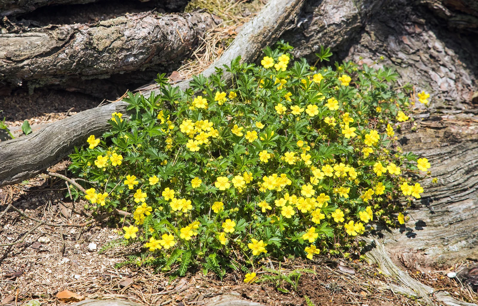 Tormentil wildflower offers new angle against antibiotic-resistant superbugs