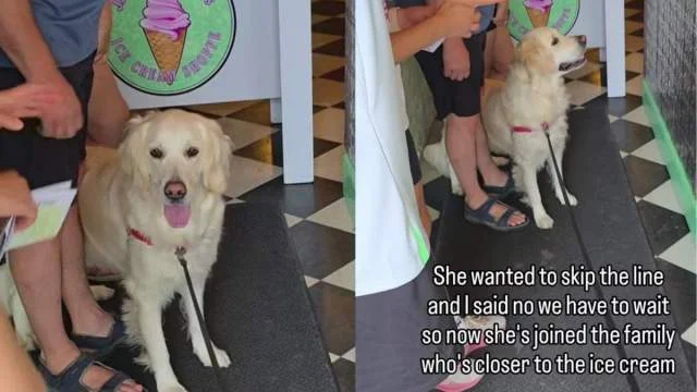 Clever Golden Retriever Outsmarts the Ice Cream Line by Joining a New Family