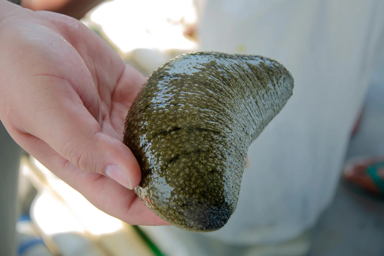 Detached Sea-Cucumber Tissue Survives and Regrows for Years in Seawater