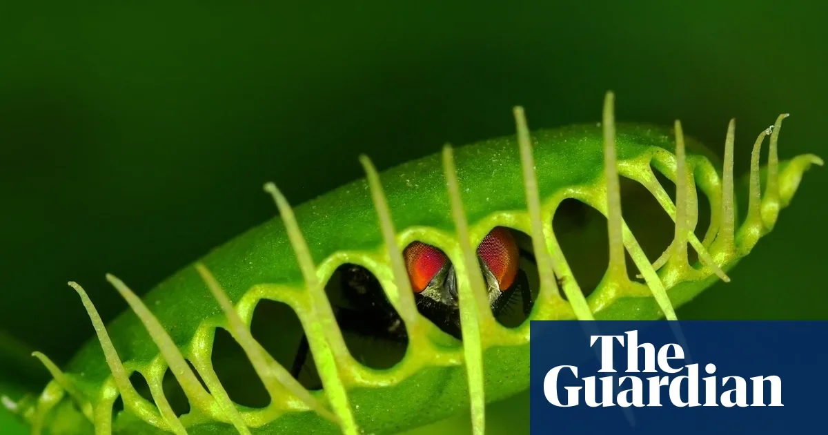 How Venus flytraps snap: rapid cell-wall softening revealed