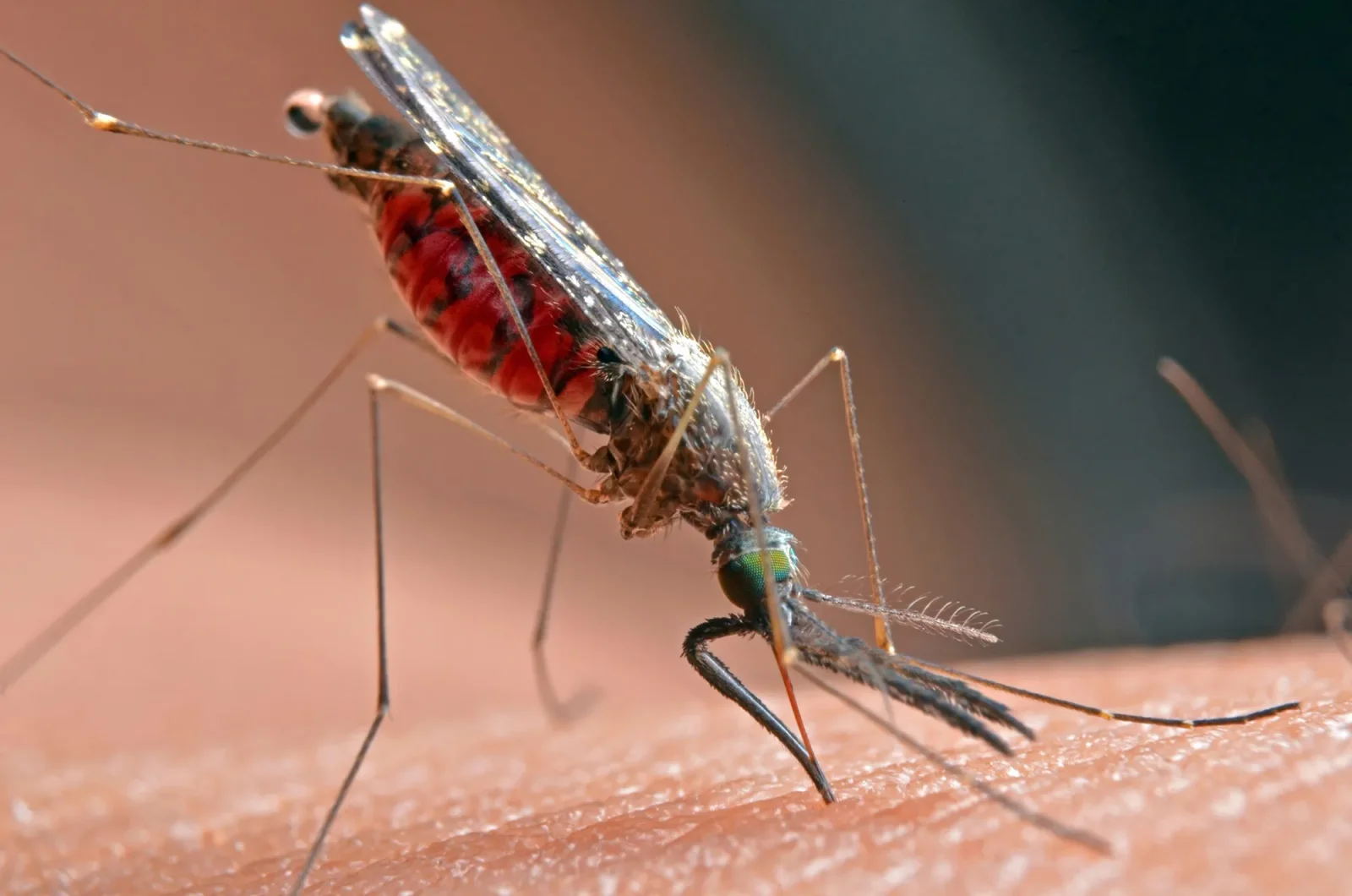 Bay Area Reports First 2026 West Nile Virus Infections in Santa Clara County