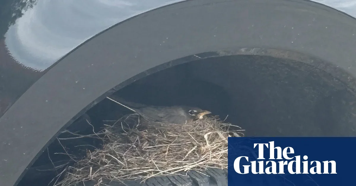 Robin Nest on Tire Delays Kansas Ford Sale Under Federal Bird Protections