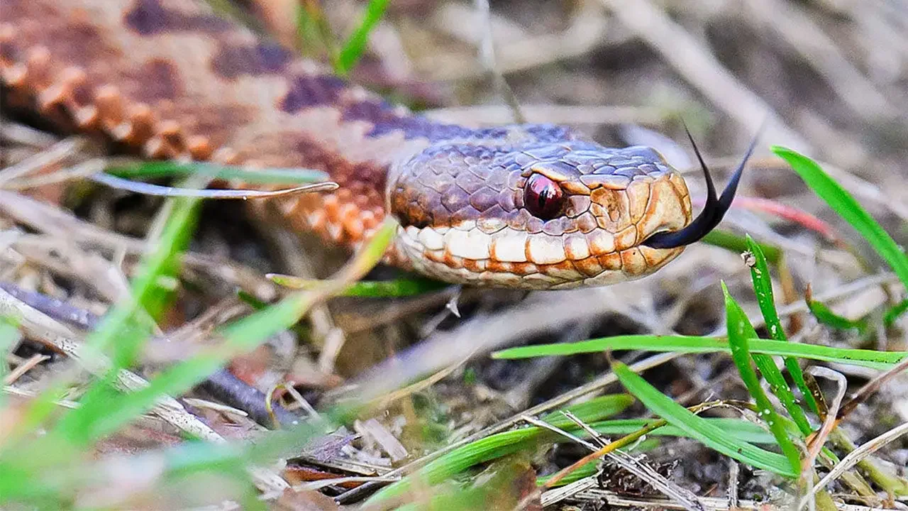 Snake Hidden in the Helmet: Arkansas High School Player Survives Venomous Surprise