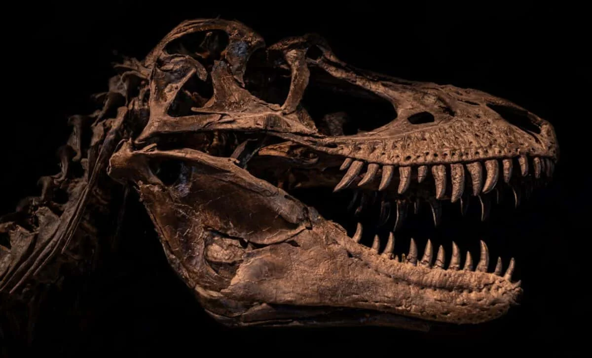 Inside a T. rex Rib, Tiny Vessels Tell a Dinosaur's Healing Story