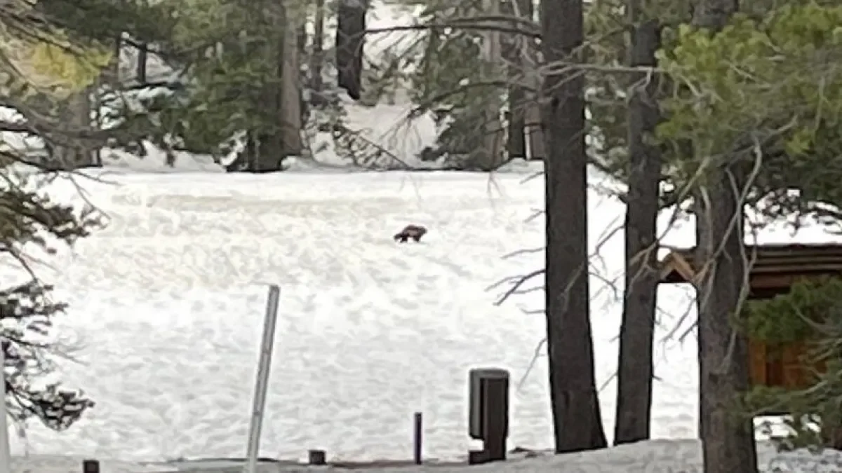 Second Wolverine Sighting in California in 100 Years Raises Excitement