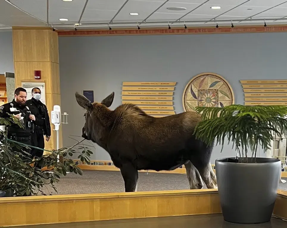 Moose causes chaos in Alaska hospital lobby by munching on plants.