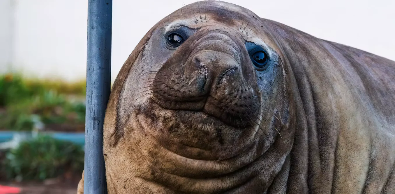 From Hobart's Beach to Worldwide Legend: Neil the Seal's Viral Fame