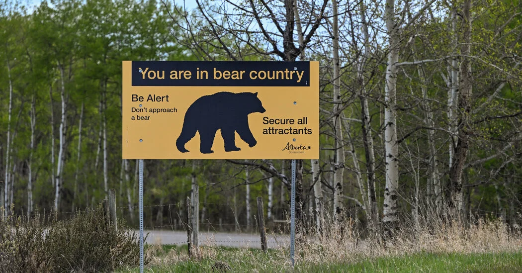 Alberta Grizzly Close-Up: Video Captures Bear Circling Hiker and Dog