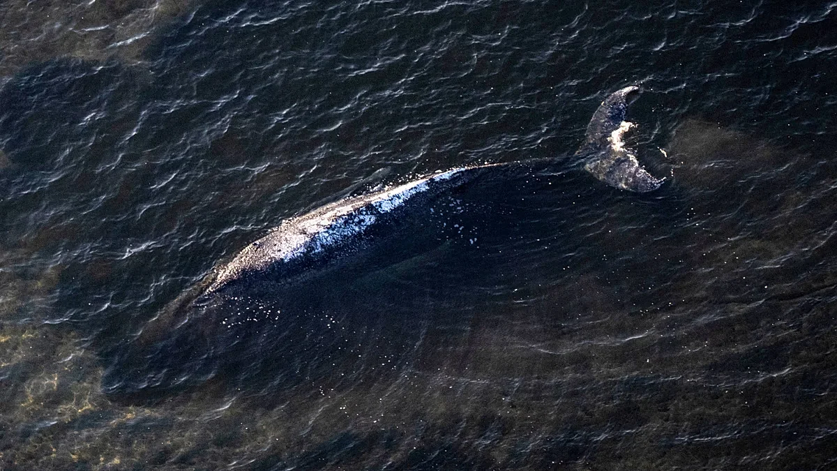 Denmark moves Timmy the whale offshore to avert explosive gas risk