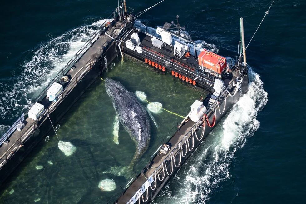 Tragic end to rescued Baltic humpback off Denmark