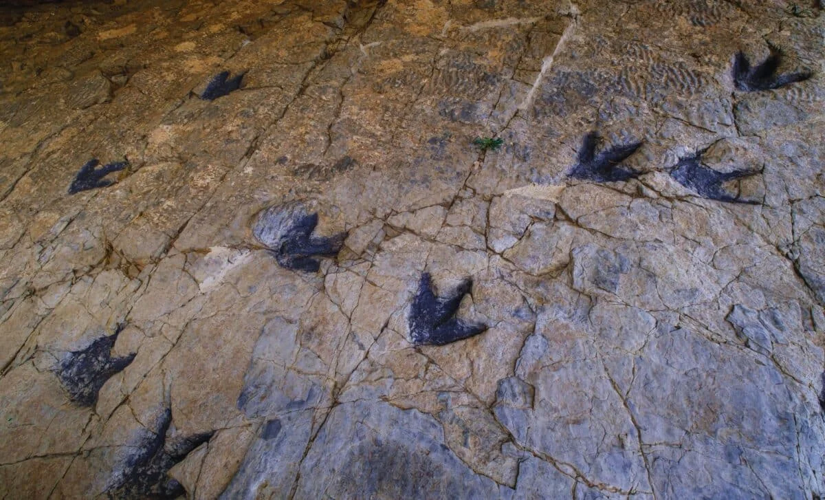 Hidden in Plain Sight: 66 Dinosaur Footprints Unearthed in a School Rock in Australia
