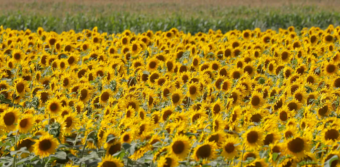 Grain at stake: Black Sea blockade endangers Ukraine harvest and global food security