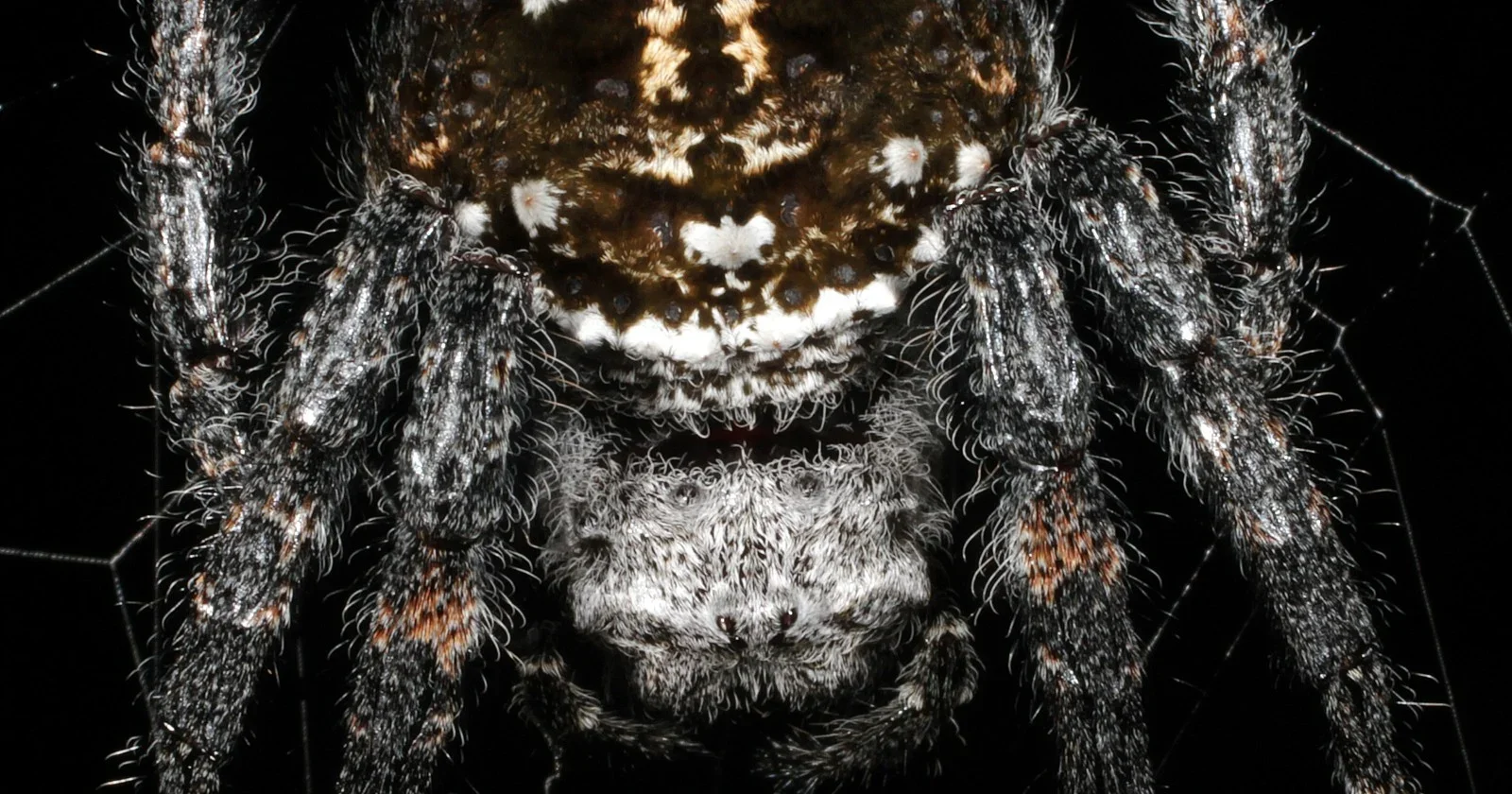 Darwin’s Bark Spider Spins Ultra-Tough Silk and Bridges Rivers Across Madagascar