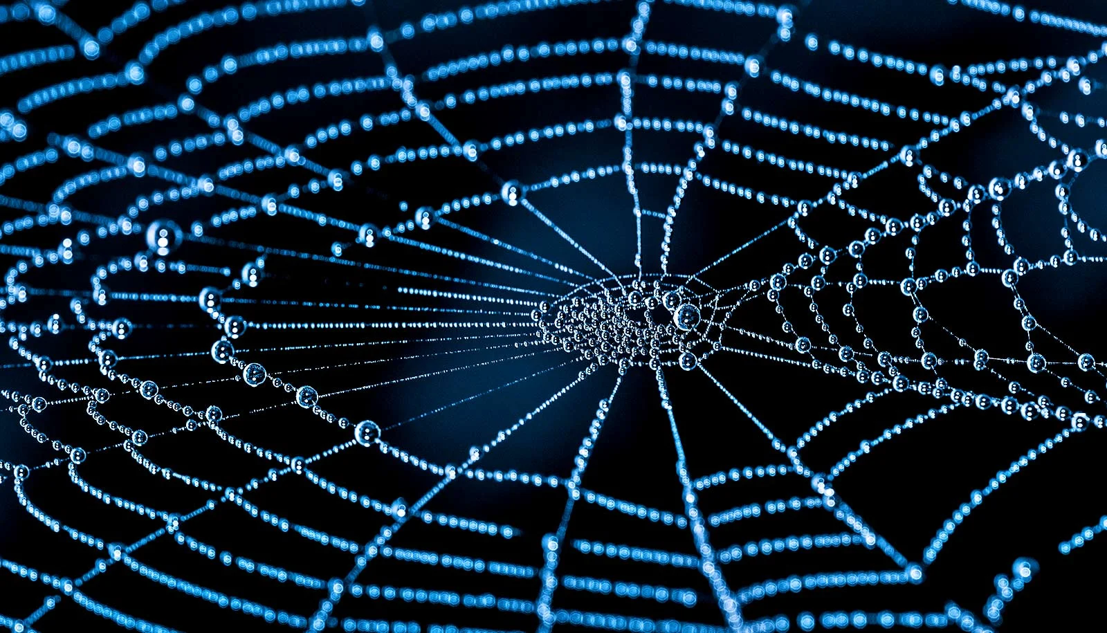 JWST Maps the Cosmic Web in Unprecedented Detail