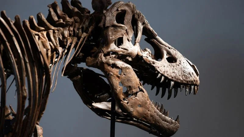 Record-Breaking T. rex Fetches $50.13M at Sotheby’s