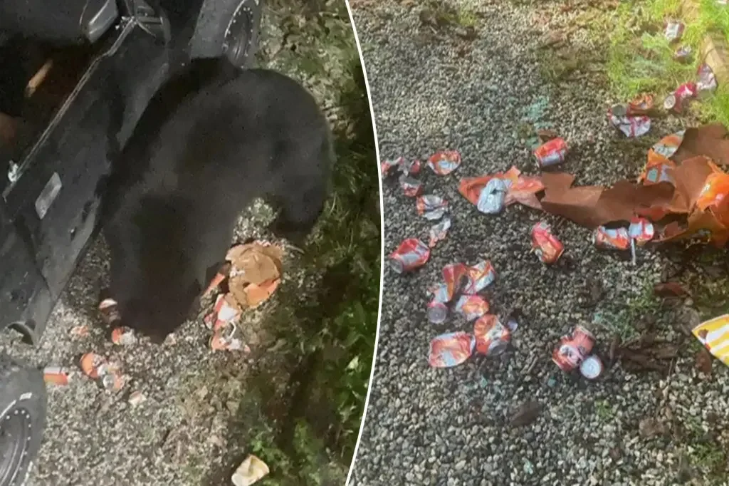 "Coke-loving bear caught on camera guzzling 69 cans in car break-in"