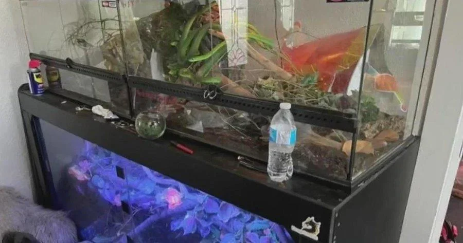 Police discover dead man and hundreds of venomous reptiles in Pennsylvania home