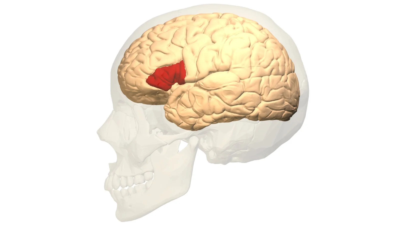 1861 Autopsy Pinpoints Brain’s Language Center