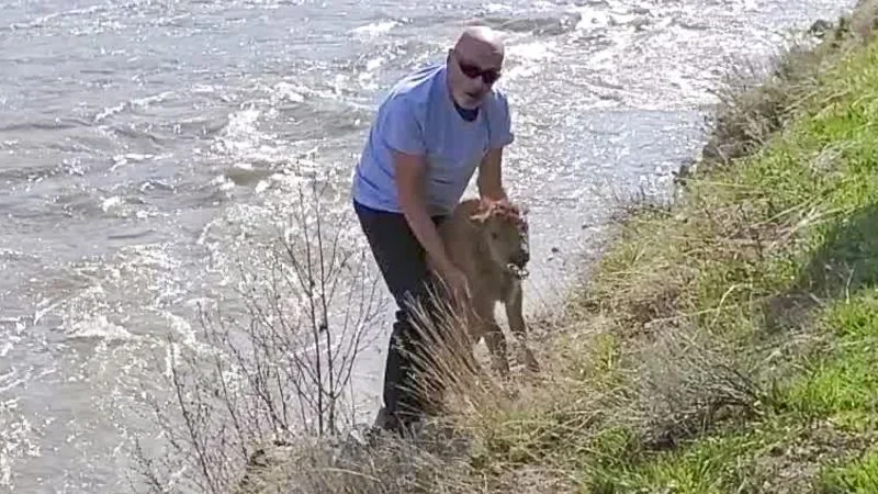 Guilty plea and euthanasia follow Yellowstone bison encounter.