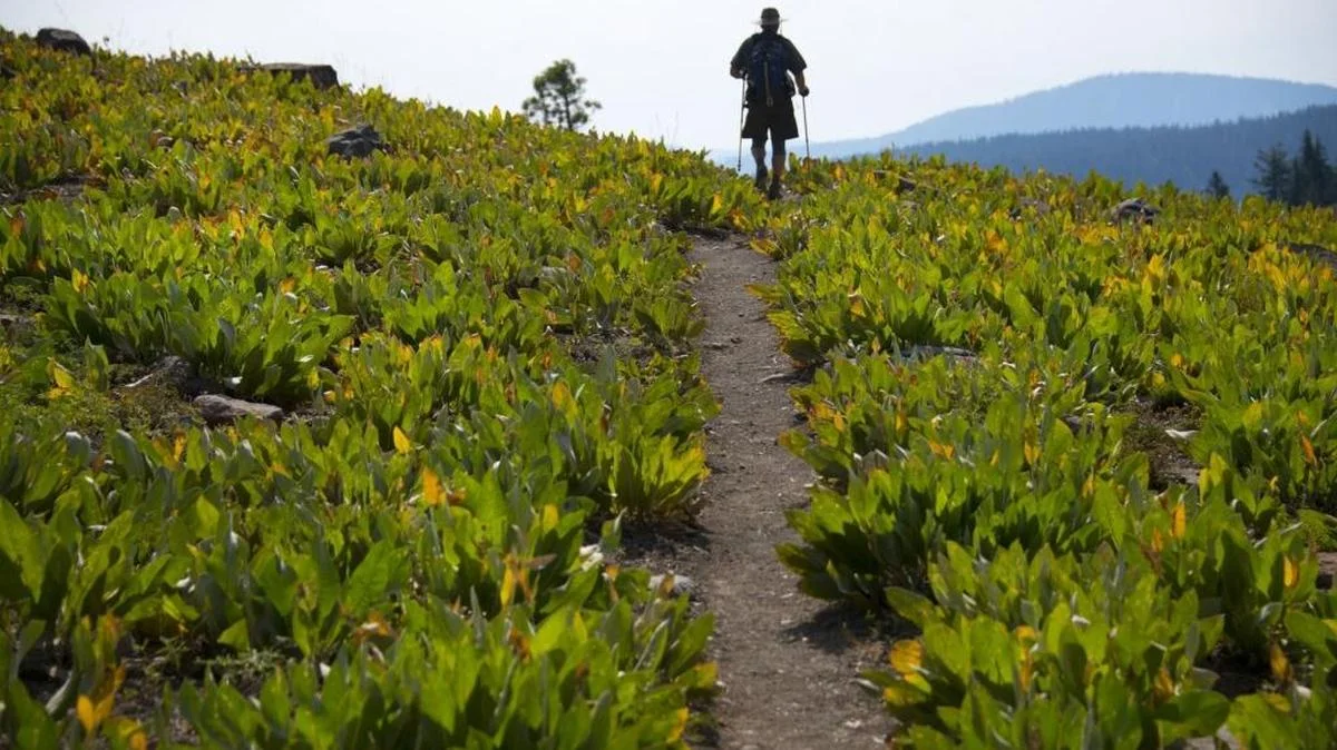 Norovirus Outbreak Hits Hikers Along California's Pacific Crest Trail