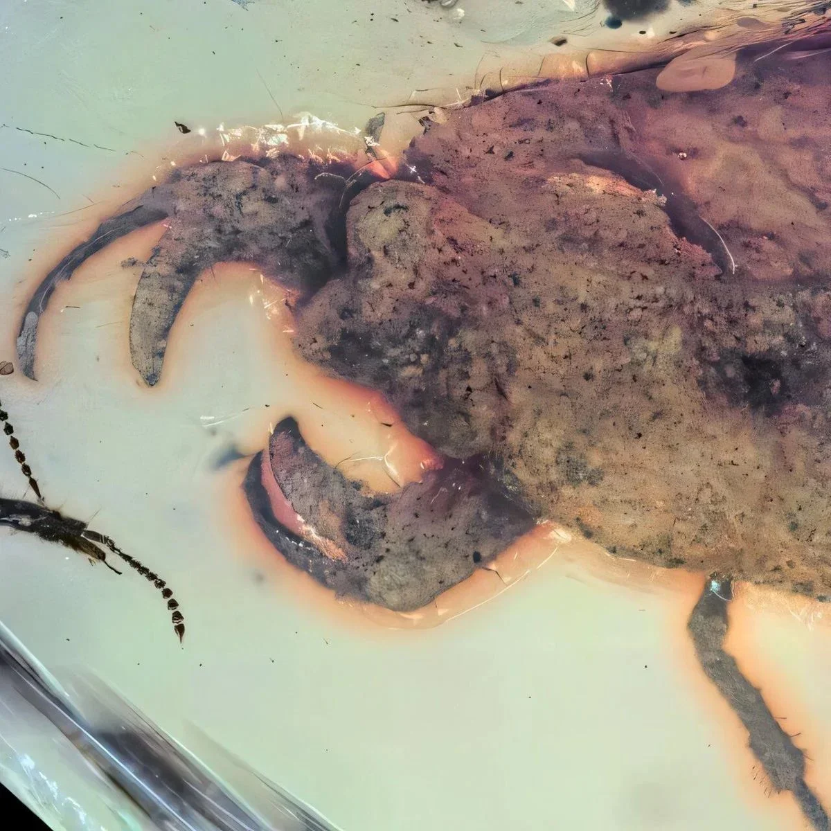 Ancient insect with crablike claws named after Stray Kids