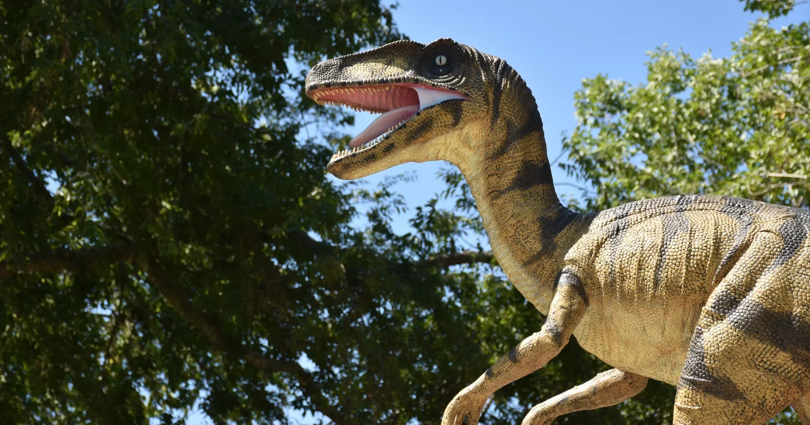 Feathered reality: Velociraptor far smaller and fluffier than Jurassic Park imagined