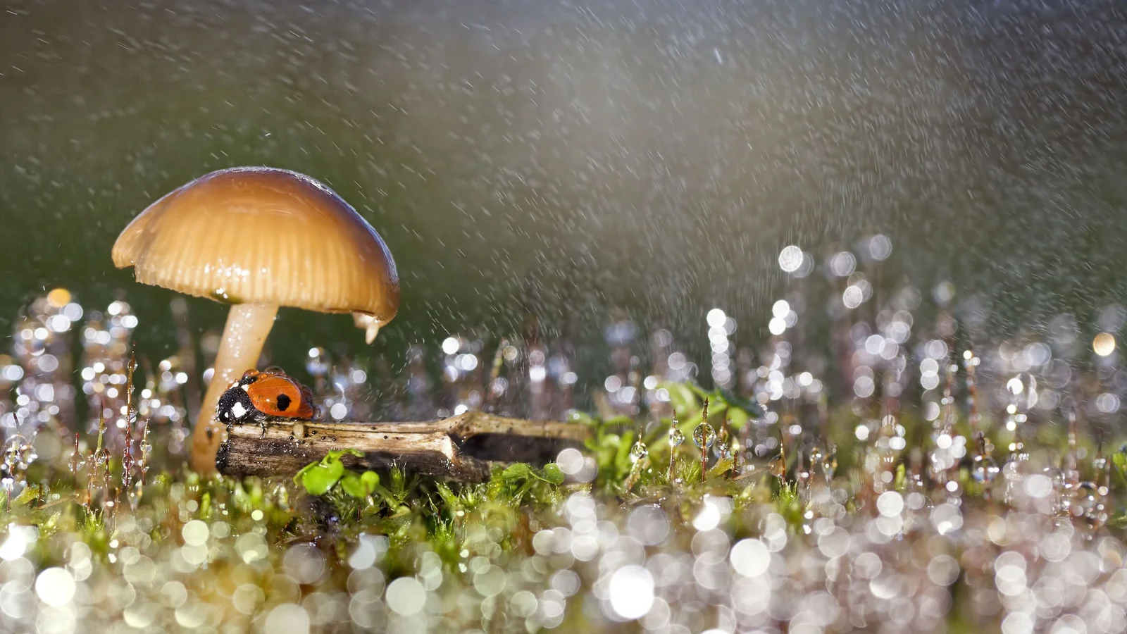Fungi borrow bacterial ice-maker to influence rain
