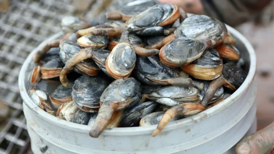 West Coast Soft-Shell Clams Confront Severe Contagious Cancer Outbreak