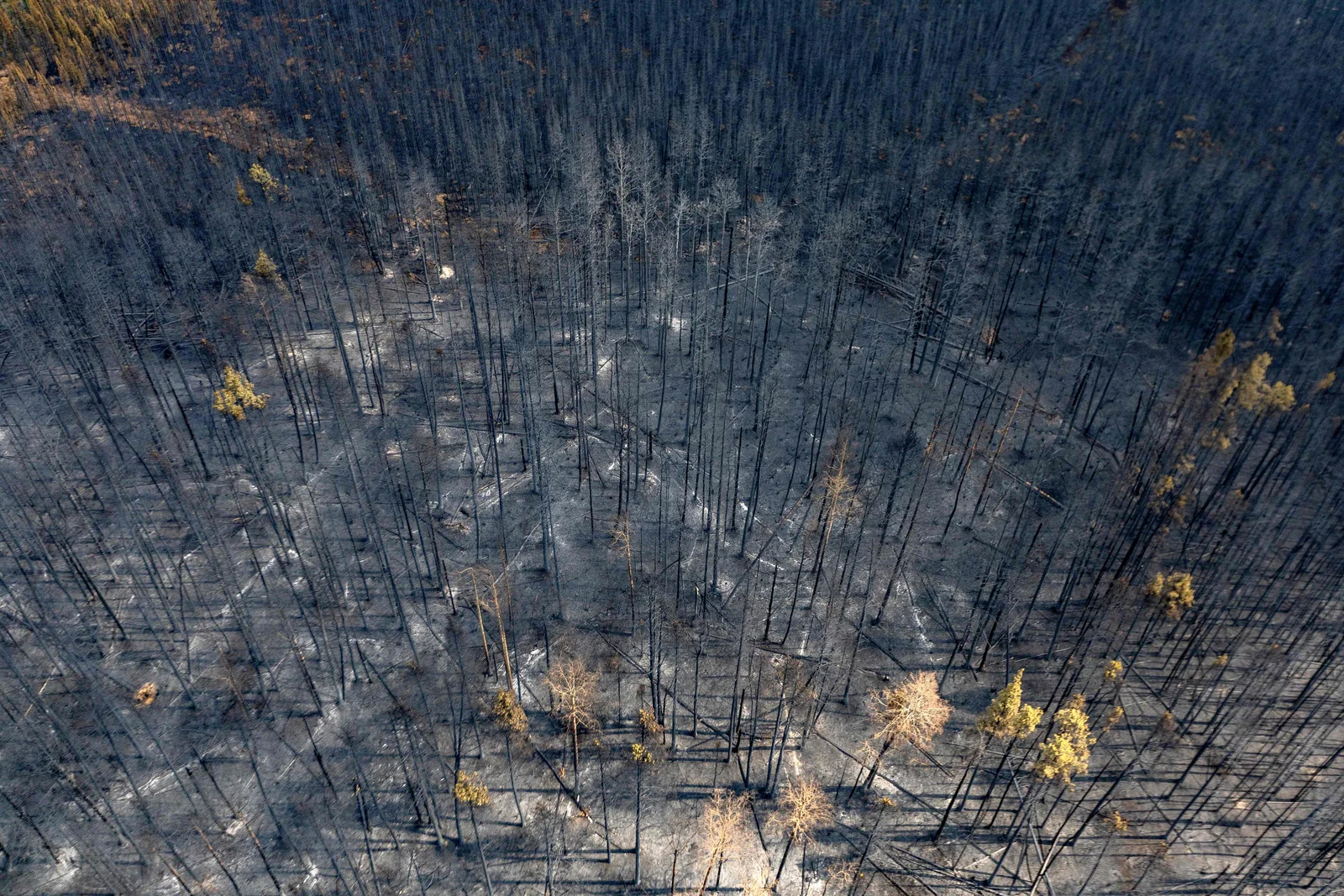 Canadian wildfires prompt international aid and highlight need for better planning.