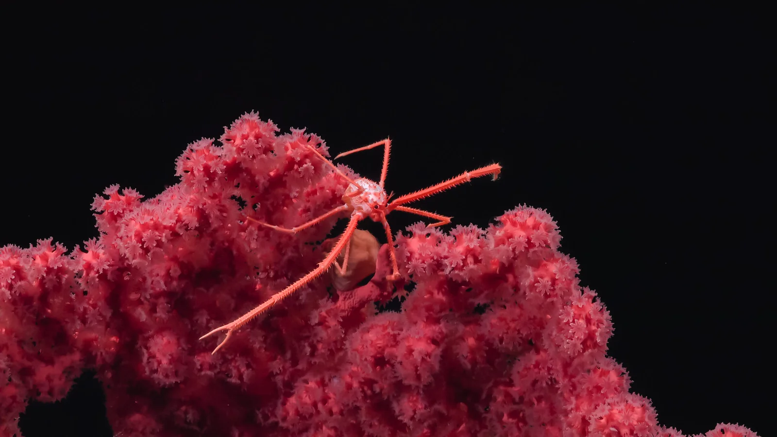 Deep-sea biodiversity warns against rushing seafloor mining