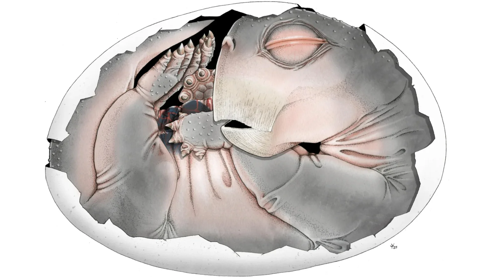 250-million-year fossil confirms mammal ancestors laid eggs