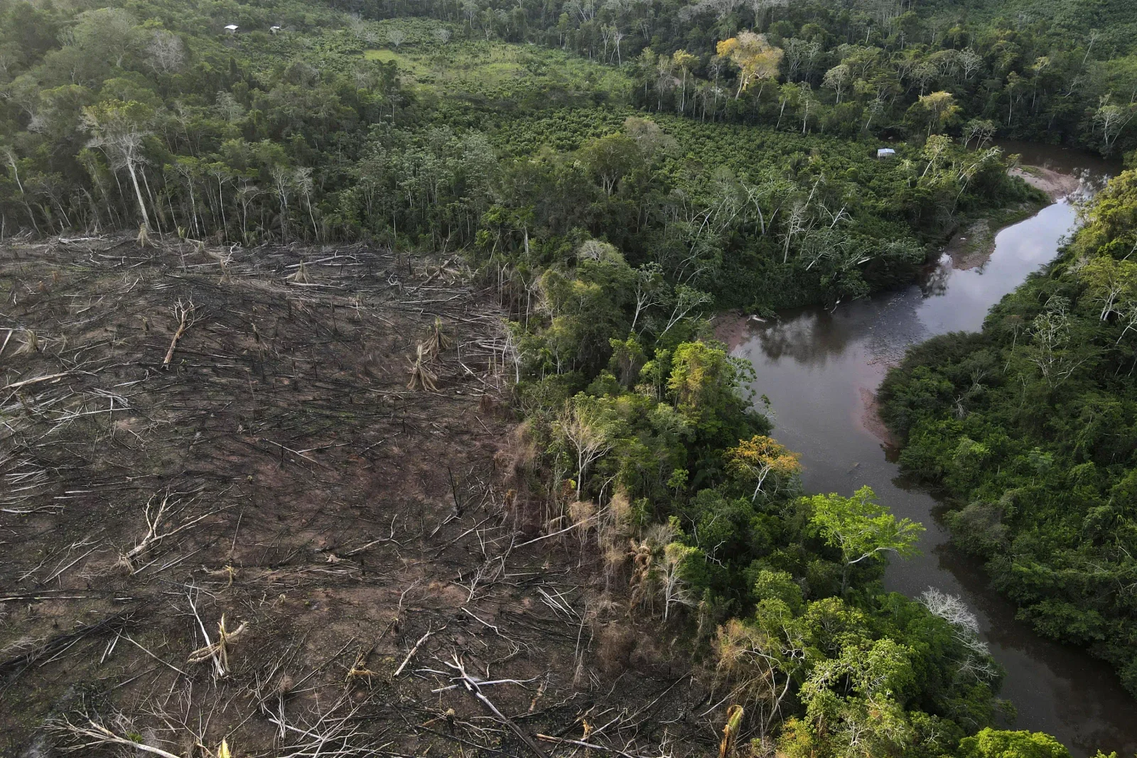 EU Implements Ban on Deforestation-Linked Products