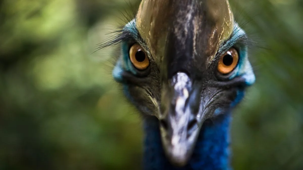 Chasing Mission Beach’s Elusive Cassowaries