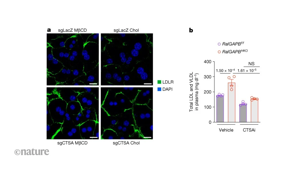 Dietary cholesterol slows liver clearance via a Ral-driven LDLR turnover pathway