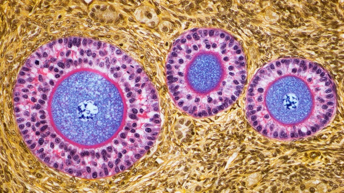 Postmenopausal Ovaries Shift to Immune-Driven Role, Study Finds