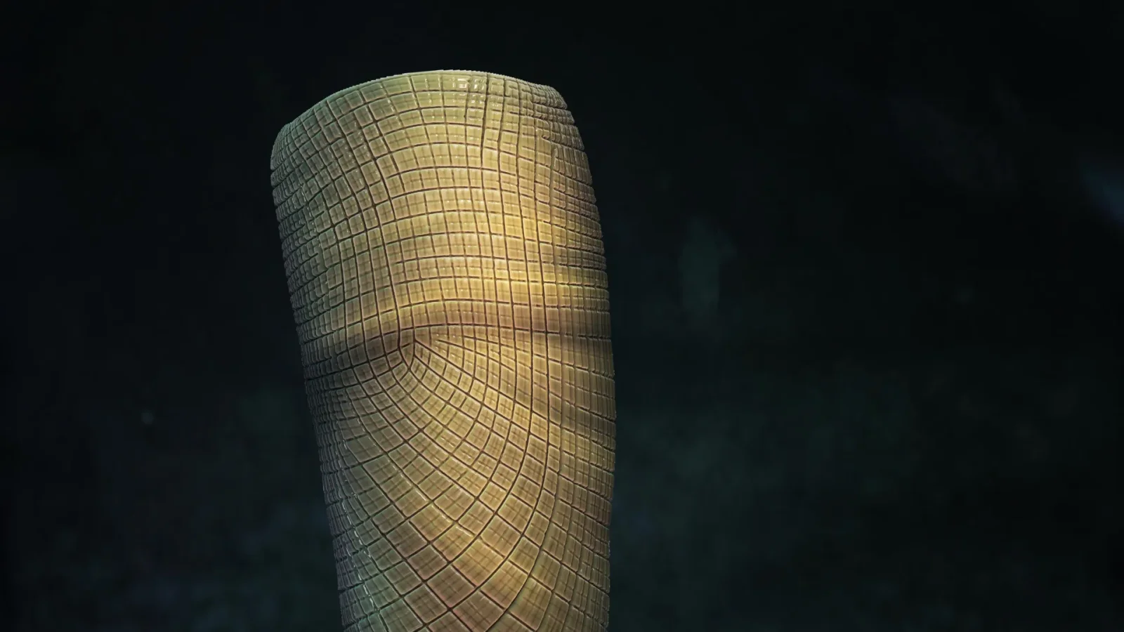 550-million-year sponge fossil bridges long gap in early animal record