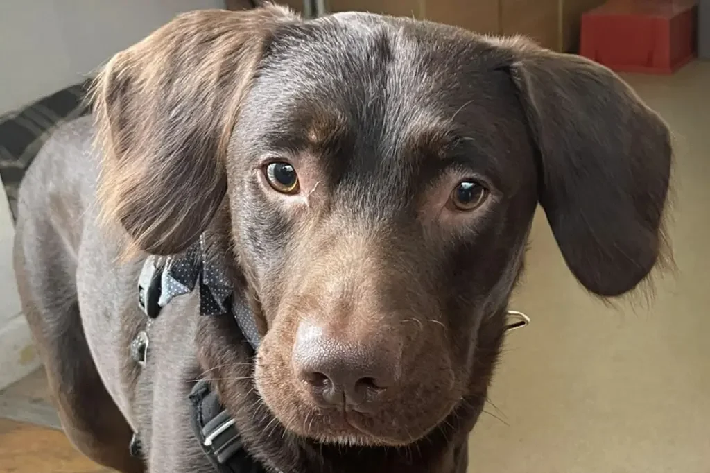 Animal Shelter Experiences First Case of Alcoholic Dog Withdrawal