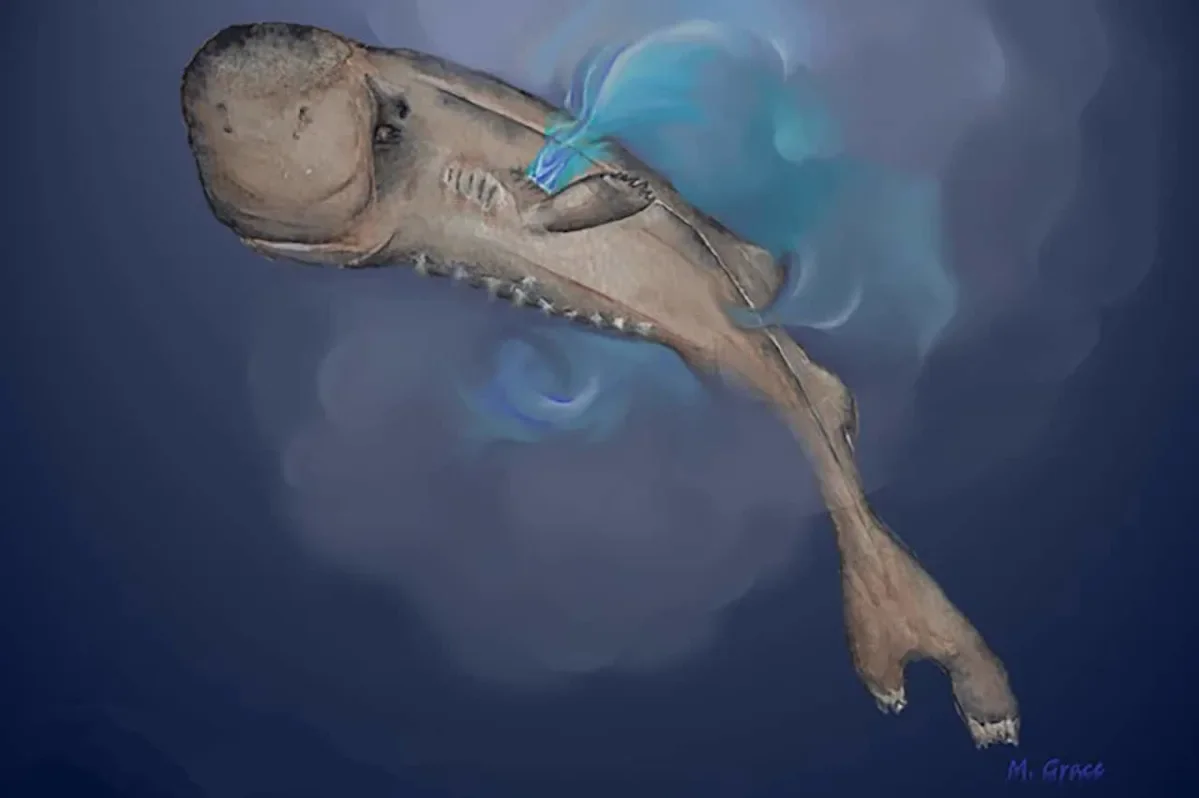 Gulf’s Pocket-Sized Bioluminescent Shark Revealed as New Species