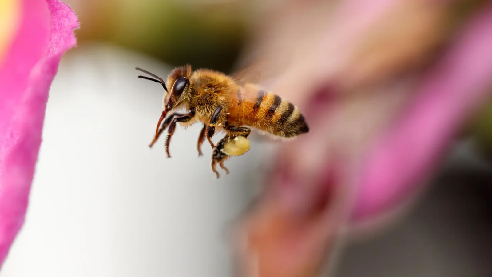 Honeybees Follow Personal Flight Maps with Centimeter-Precision Navigation