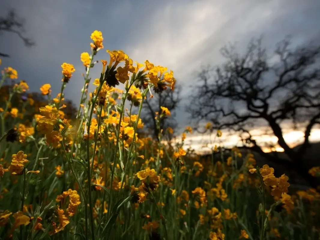 El Niño's Early Arrival and Potential Impact on Global Weather.