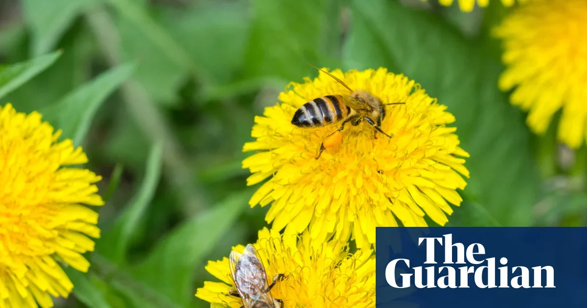 Bees craft nutrient-balanced larval food from mixed pollen, study finds