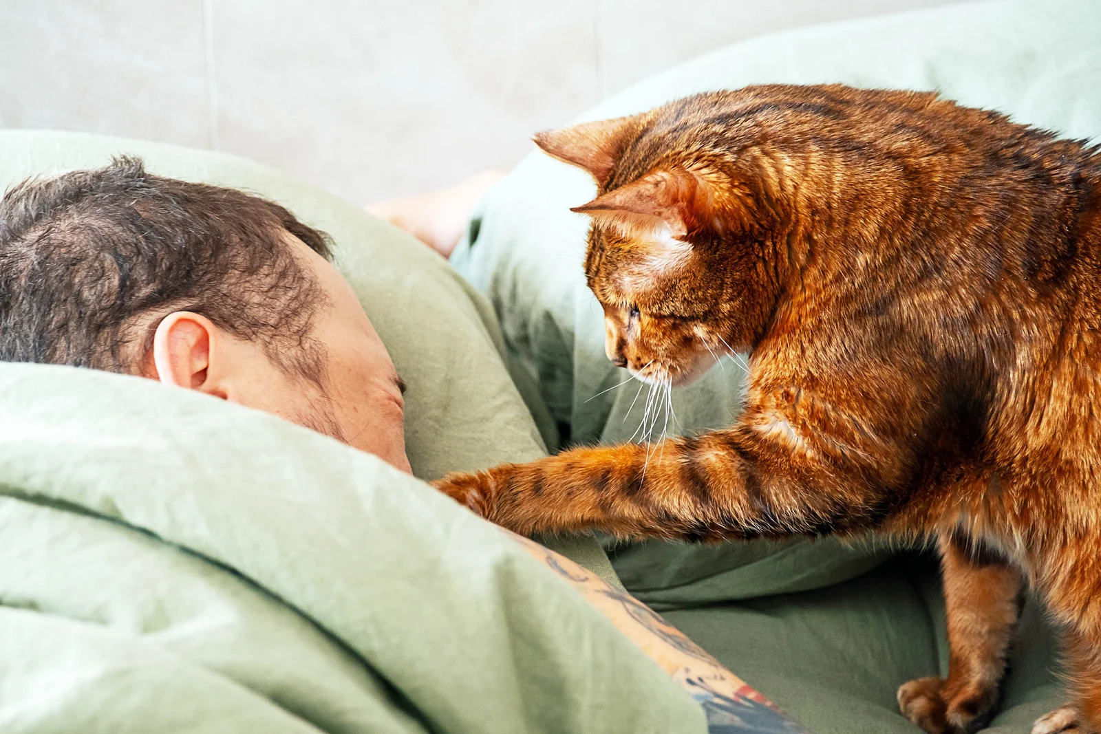 Cat-Linked Fungus Detected in Uruguay, Sparking South American Health Alarm